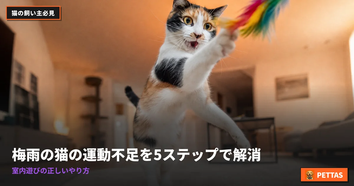 梅雨の猫の運動不足を5ステップで解消｜室内遊びの正しいやり方