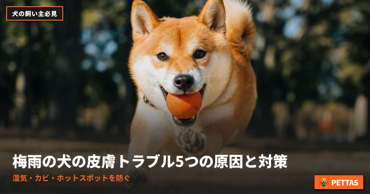 梅雨の犬の皮膚トラブル5つの原因と対策｜湿気・カビ・ホットスポットを防ぐ