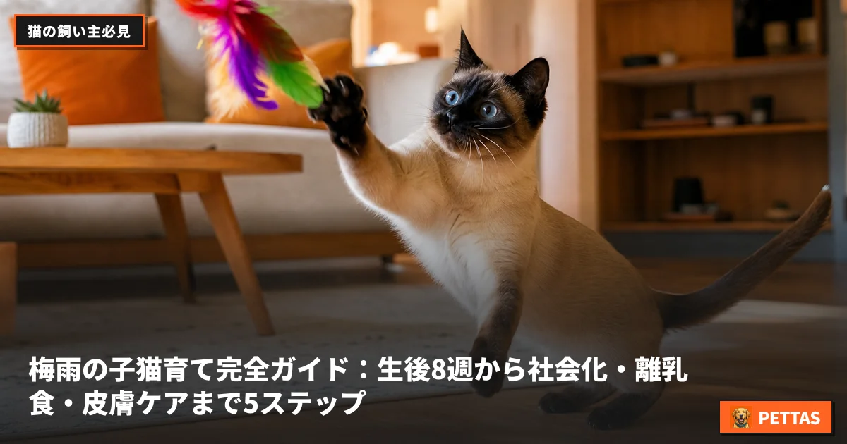 梅雨の子猫育て完全ガイド：生後8週から社会化・離乳食・皮膚ケアまで5ステップ
