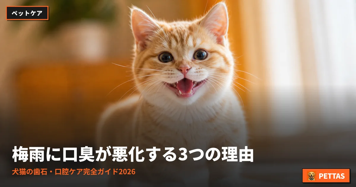 梅雨に口臭が悪化する3つの理由｜犬猫の歯石・口腔ケア完全ガイド2026