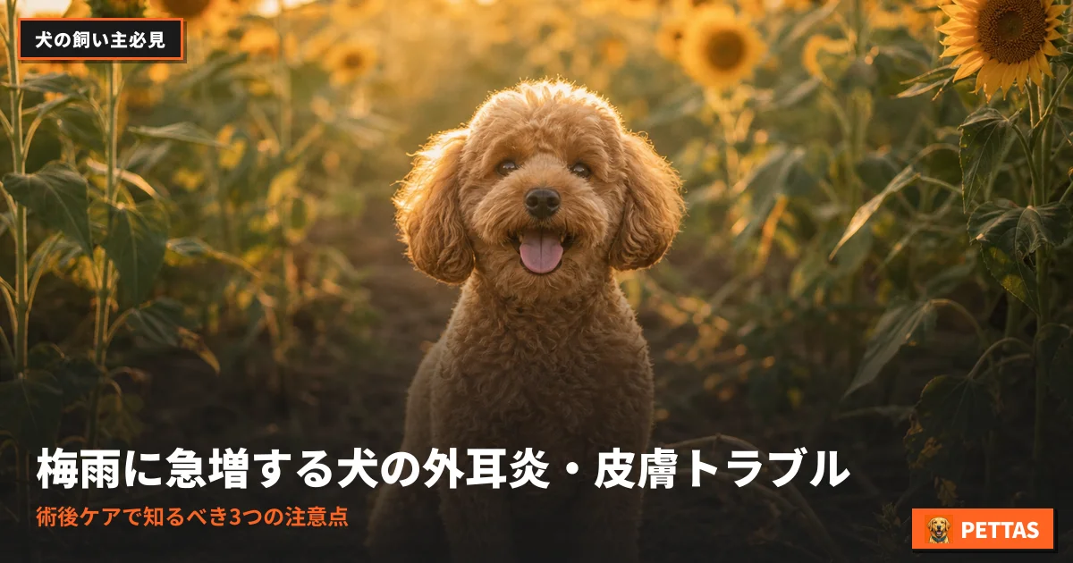 梅雨に急増する犬の外耳炎・皮膚トラブル｜術後ケアで知るべき3つの注意点